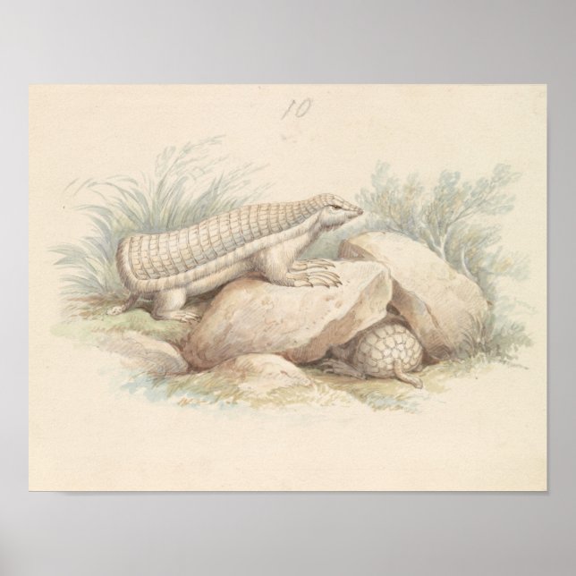 Charles Hamilton Smith - Pink Fairy Armadillo Poster (Vorne)