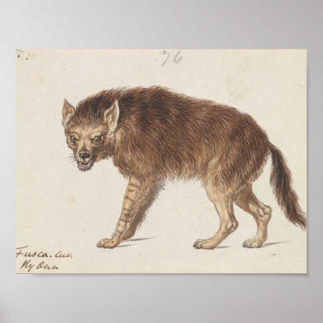 Charles Hamilton Smith - The Brown Hyena Poster (Vorne)