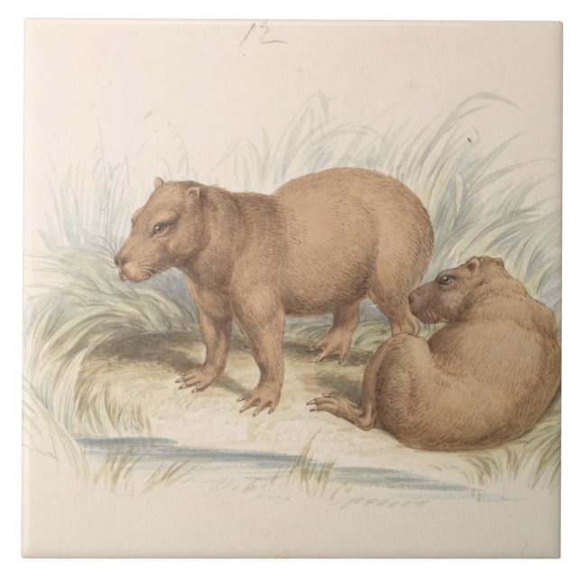 Charles Hamilton Smith - The Capybara Fliese (Vorderseite)