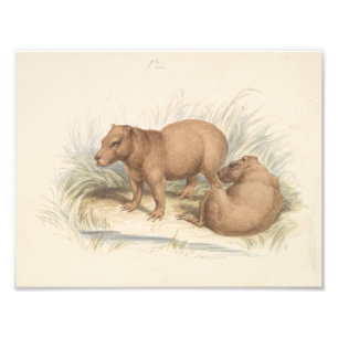 Charles Hamilton Smith - The Capybara Fotodruck