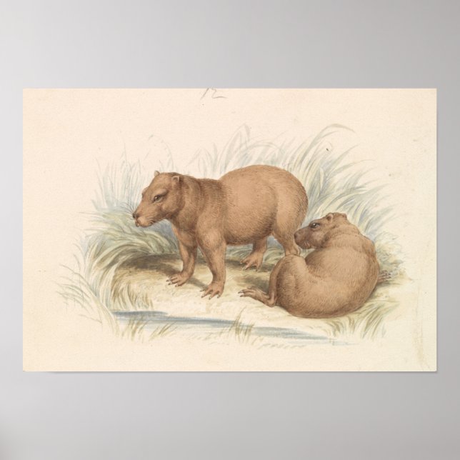 Charles Hamilton Smith - The Capybara Poster (Vorne)