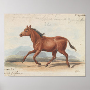 Charles Hamilton Smith - The Koomrah Horse Poster