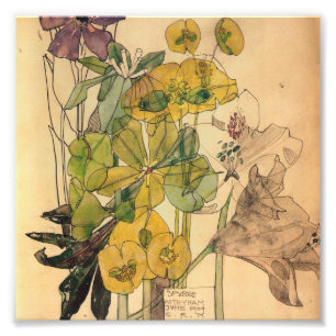 Charles Rennie Mackintosh - Spurges With Yham 1909 Fotodruck