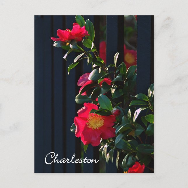 Charleston Camelia Postcard Postkarte (Vorderseite)