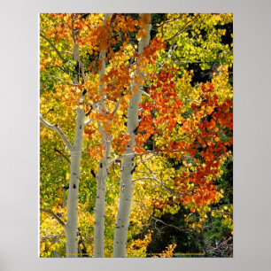 Charleston NV Herbstaspen 16"x 20" Poster