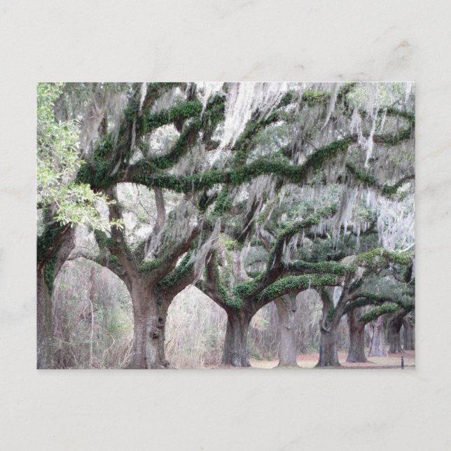 Charleston Oaks Postkarte (Vorderseite)