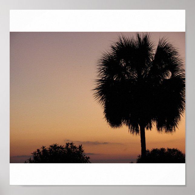 Charleston Palm Poster (Vorne)