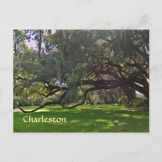 Charleston Plantation Oak Trees Postcard Postkarte (Vorderseite)