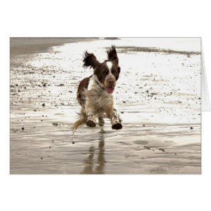 Charlie der Springer