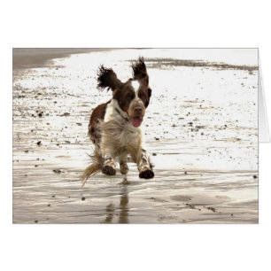 Charlie der Springer!