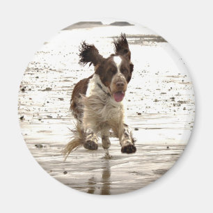 Charlie Der Springer! Magnet