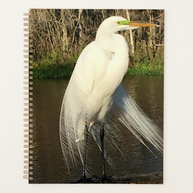 Charlie Planer (Vorderseite)