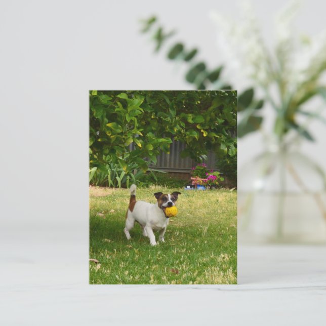 Charlie The Fox Terrier Play Time, Postcard Postkarte (Stehend Vorderseite)