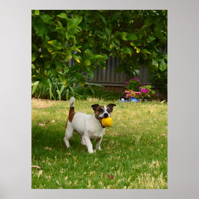 Charlie The Fox Terrier Play Time, Poster (Vorne)