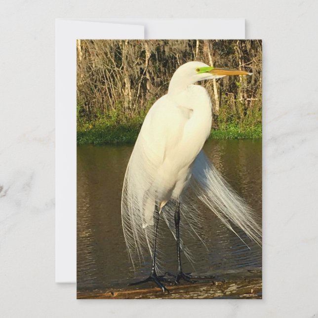 Charlie The Great Egret Mitteilungskarte (Vorderseite)