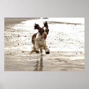 Charlie The Springer Poster