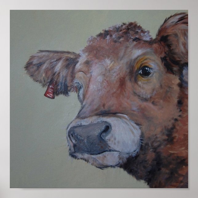 Charlois-Hochlandkuh nimmt einen flüchtige Blick Poster (Vorne)