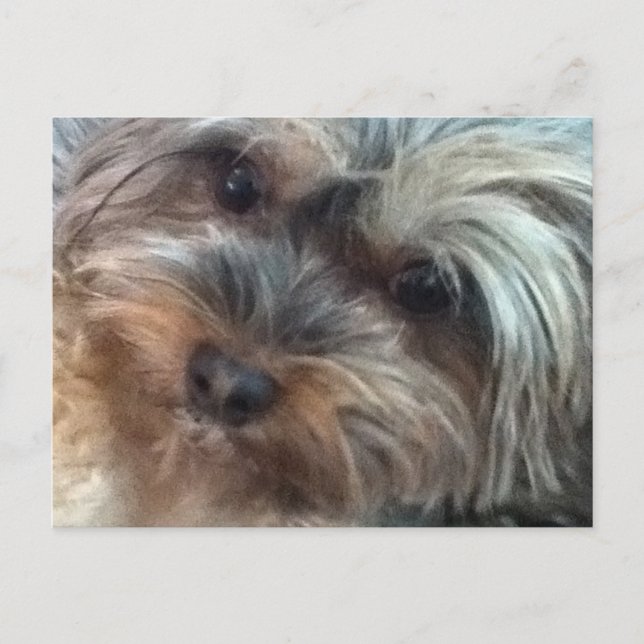 Charlotte der kleine Hund Postkarte (Vorderseite)