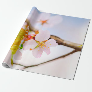 Charmante Chic Sakura Blume und Blätter im Frühjah Geschenkpapier