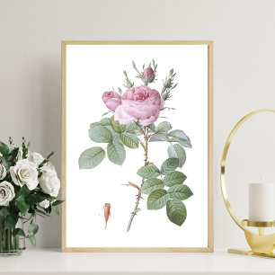 Charmante rosa Rose Botanische Kunst Print Poster