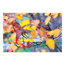 Charmante Waldbeeren im Herbst Fotodruck