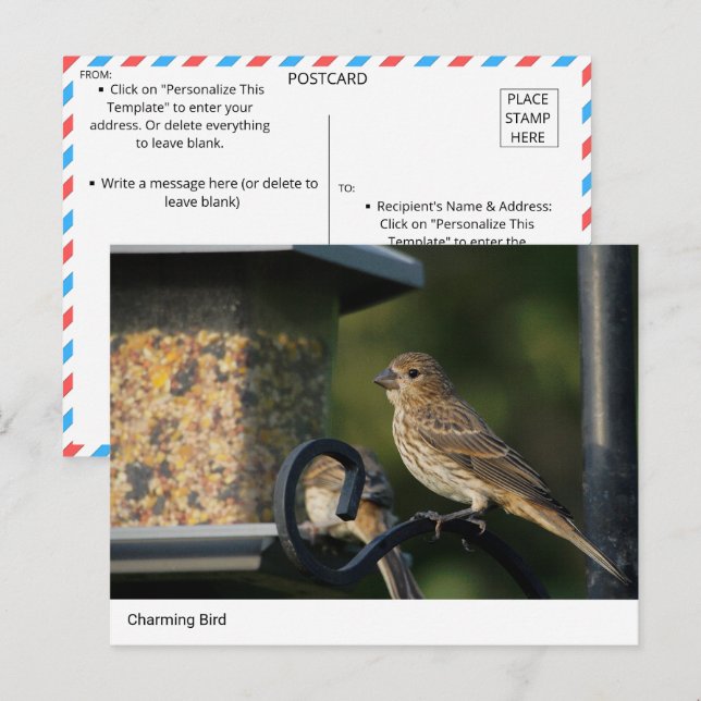 Charmanter Gartenvogel bei der Feeder Postkarte (Vorne/Hinten)