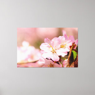 Charmin Kirschblüten auf Rosa, Rosa, Rosa Leinwanddruck