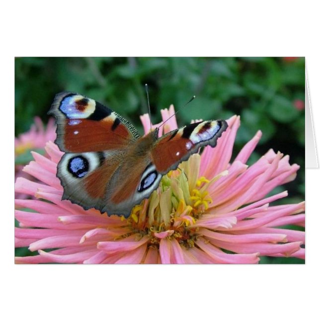 Charming Butterfly (Vorderseite (Horizontal))
