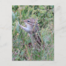 Charming-Chipmunk im Sommer auf der Wiese-Postkart