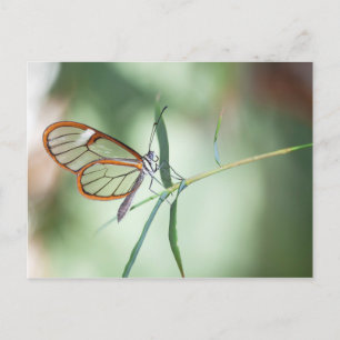 Charming Clear-Wing Butterfly Postkarte