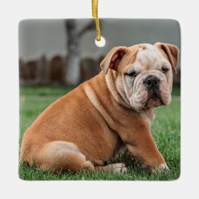 Charming English Bulldog Puppy Keramikornament (Vorderseite)