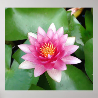 Charming Fuchsia Water Lily Poster