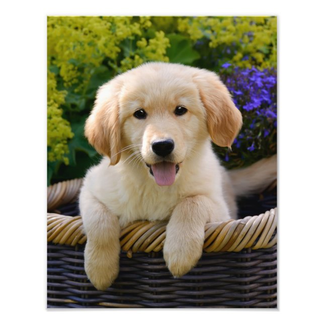 Charming Goldie Retriever Doppy Puppy - Paperprint Fotodruck (Vorne)