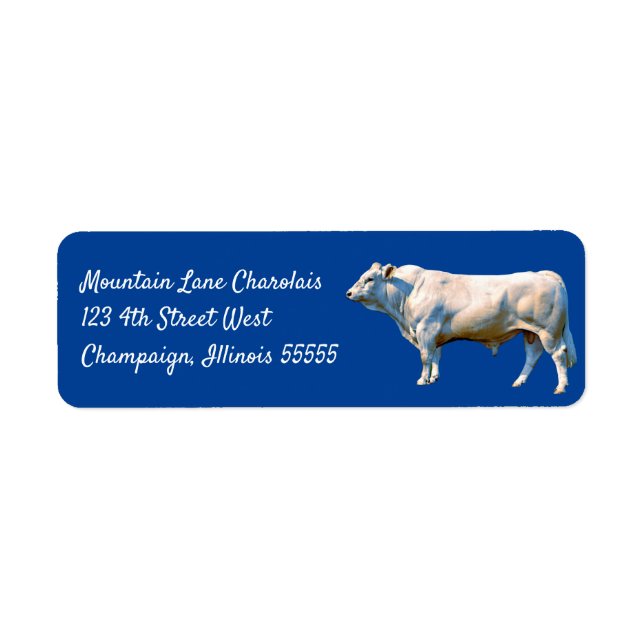Charolais Bull (Vorne)