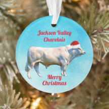 Charolais Bull in Weihnachtsmannmütze 