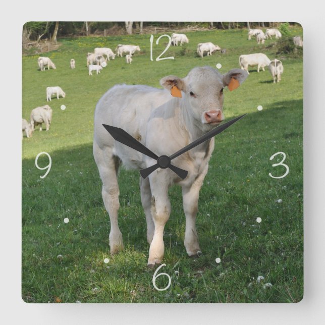 Charolais-Kalb Quadratische Wanduhr (Vorderseite)