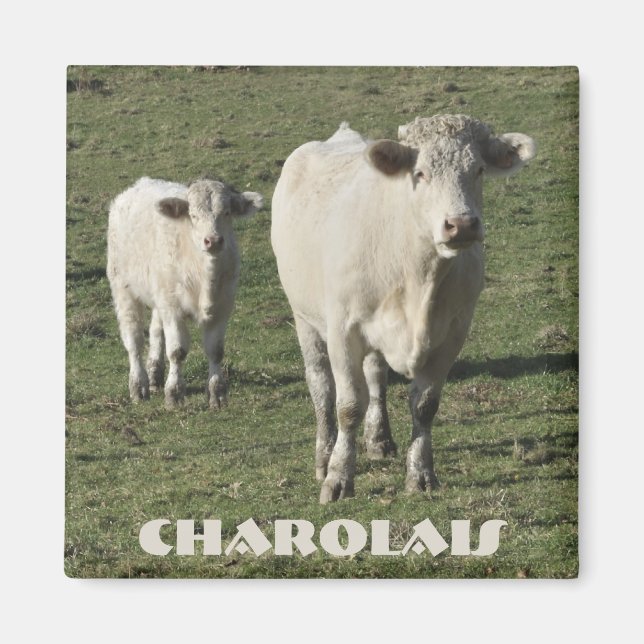Charolais-Kuh- und Kalbsmagnet Magnet (Vorne)