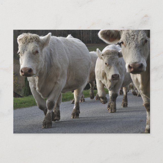 Charolais-Rinder auf der Straße Postkarte (Vorderseite)