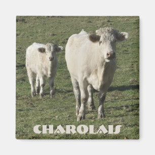 Charolais schüchtern und Kalbmagnet ein Magnet