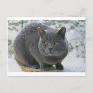 Chartreu im Schnee Postkarte