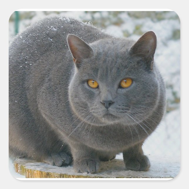 Chartreu im Schnee Quadratischer Aufkleber (Vorderseite)