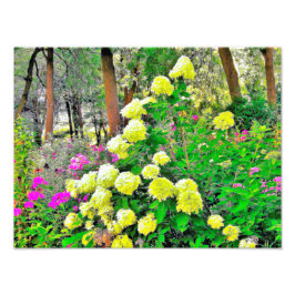 Chartreuse Green Limelight Hydrangea Garden Fotodruck