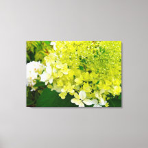 Chartreuse Green, Limelight Hydrangea,