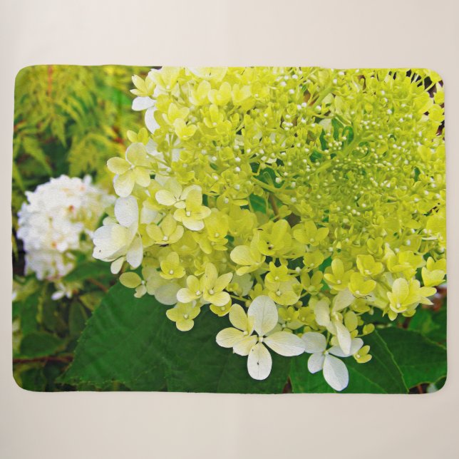 Chartreuse Green, Limelight Hydrangea, Sherpadecke (Vorderseite (Horizontal))