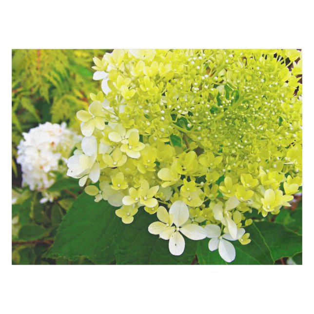 Chartreuse Green, Limelight Hydrangea, Tischdecke (Vorderseite (Horizontal))
