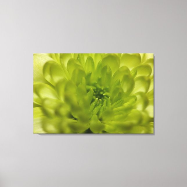 Chartreuse Green Mum Wrapped Canvas Leinwanddruck (Vorderseite)