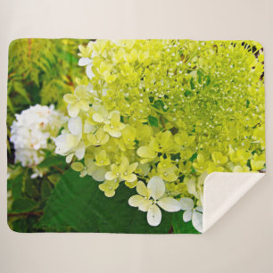 Chartreuse Grün, Limelight Hortensie, Sherpadecke