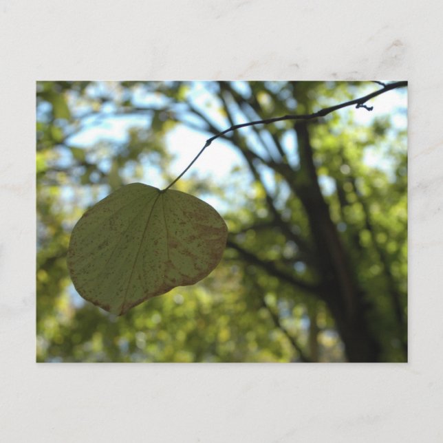 Chartreuse-Ruhe Postkarte (Vorderseite)