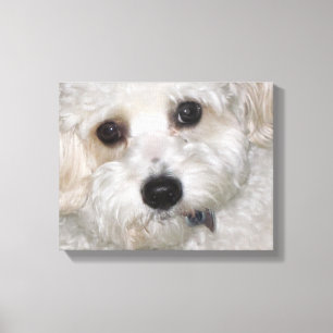 Chase Cavachon Leinwand Wrapped Print