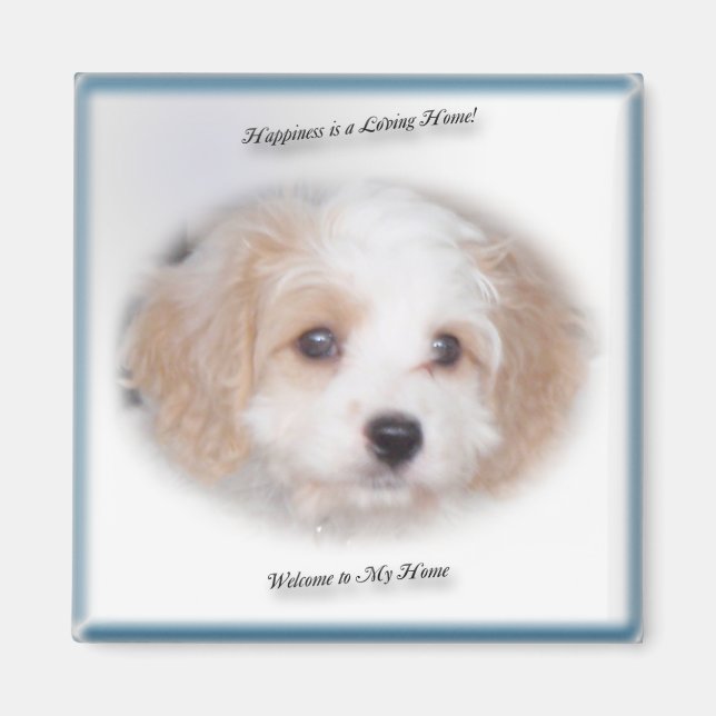 Chase Cavachon Magnet (Vorne)